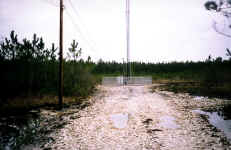 swamp2.jpg (236031 bytes)